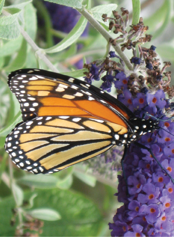 capturing bialik’s butterflies  poet’s voice meets camera’s eye april 27 2015